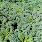 Barnsmuir Farm, soft fruit and vegetable growers.
Picking Kale
Picture by Graeme Hart.
Copyright Perthshire Picture Agency
Tel: 01738 623350  Mobile: 07990 594431