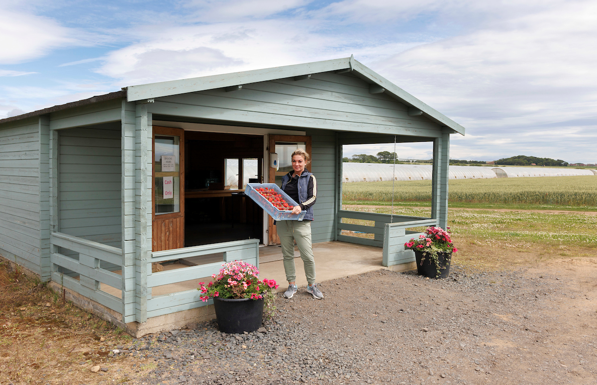 Barnsmuir Farm, soft fruit and vegetable growers.

Picture by Graeme Hart.
Copyright Perthshire Picture Agency
Tel: 01738 623350  Mobile: 07990 594431