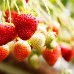 Barnsmuir Farm, soft fruit and vegetable growers.

Picture by Graeme Hart.
Copyright Perthshire Picture Agency
Tel: 01738 623350  Mobile: 07990 594431