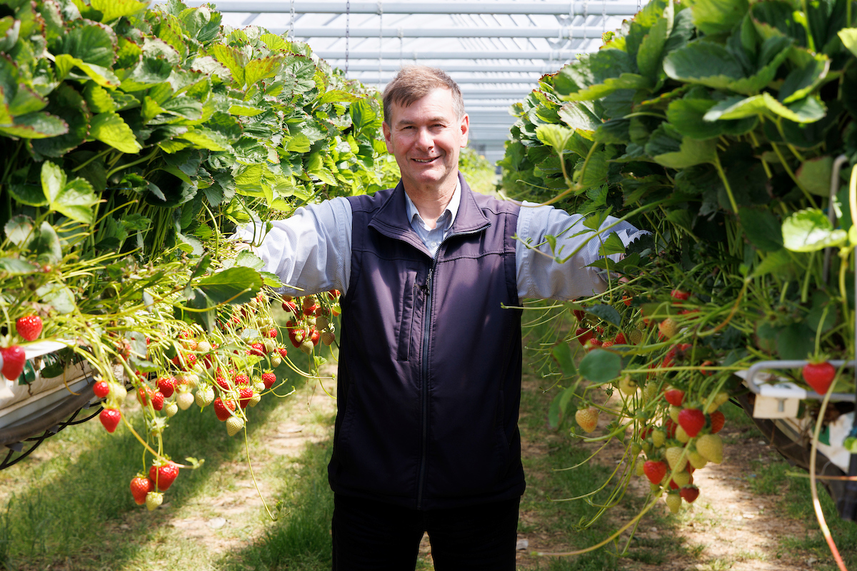 Barnsmuir Farm, soft fruit and vegetable growers.

Picture by Graeme Hart.
Copyright Perthshire Picture Agency
Tel: 01738 623350  Mobile: 07990 594431