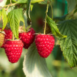 Barnsmuir Farm, soft fruit and vegetable growers.

Picture by Graeme Hart.
Copyright Perthshire Picture Agency
Tel: 01738 623350  Mobile: 07990 594431