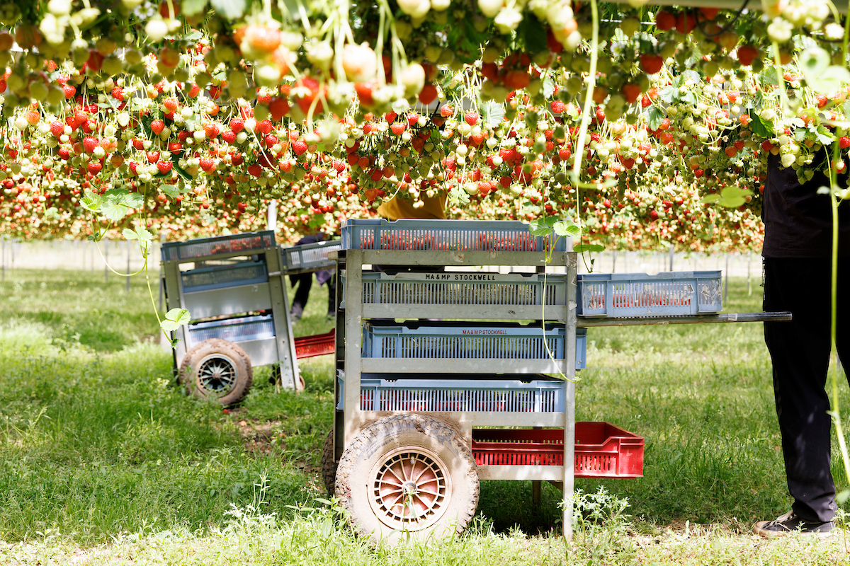 Barnsmuir Farm, soft fruit and vegetable growers.

Picture by Graeme Hart.
Copyright Perthshire Picture Agency
Tel: 01738 623350  Mobile: 07990 594431