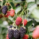 Barnsmuir Farm, soft fruit and vegetable growers.

Picture by Graeme Hart.
Copyright Perthshire Picture Agency
Tel: 01738 623350  Mobile: 07990 594431