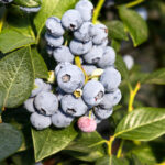 Barnsmuir Farm, soft fruit and vegetable growers.

Picture by Graeme Hart.
Copyright Perthshire Picture Agency
Tel: 01738 623350  Mobile: 07990 594431